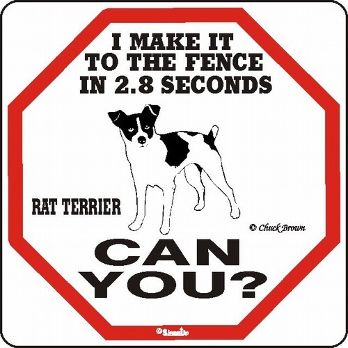 Raining Cats and Dogs | Rat Terrier Make It to the Fence in 2.8 Seconds Sign