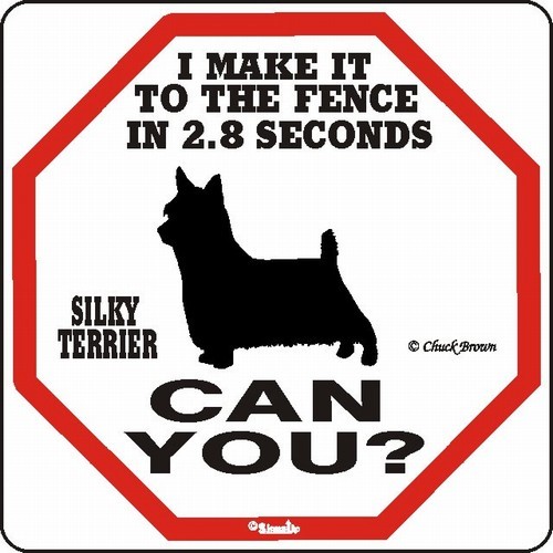 Raining Cats and Dogs | Silky Terrier Make It to the Fence in 2.8 Seconds Sign